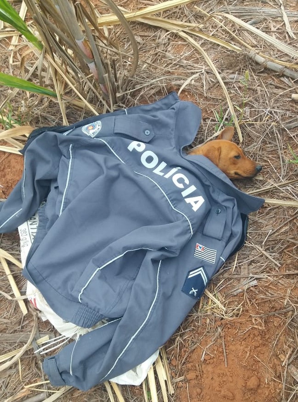 casaco da policia militar