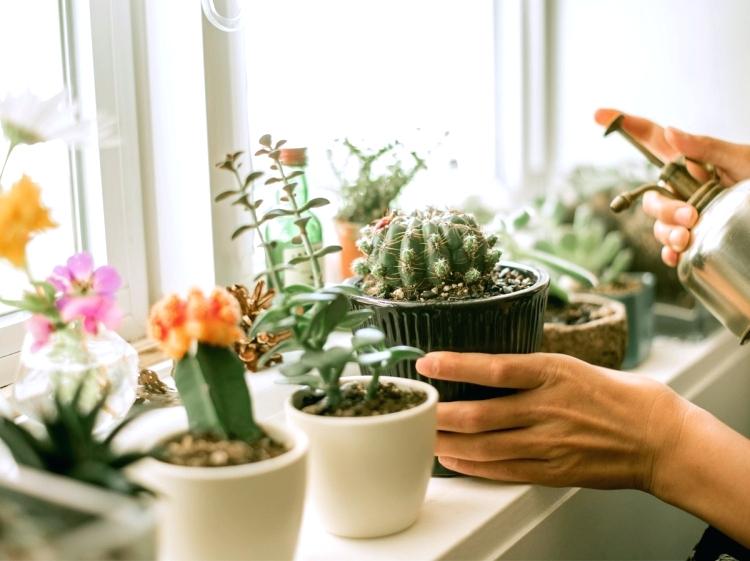 Cuidar de plantas pode ajudar a tratar a depressão - Leia Notícias
