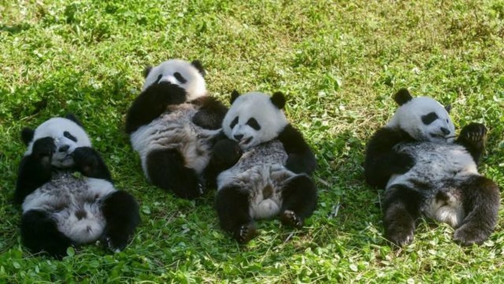 Panda gigante sai da lista de espécies ameaçadas de extinção na China