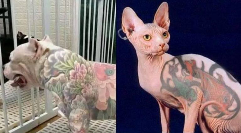 Câmara aprova proibição de tatuagem em cães e gatos com fins