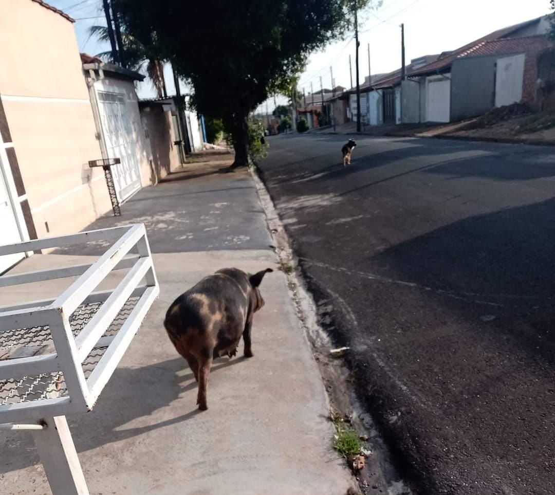 Botucatu: Mulher flagra porco "passeando" sozinho pelas ruas do Jardim Monte Mor