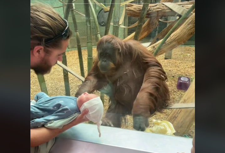 Zoo dos EUA redobra cuidados com bebê orangotango ameaçado de extinção -  Giz Brasil