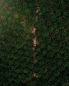 Grupo BBF desenvolve Agronegócio sustentável na região Amazônica