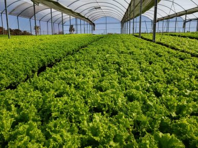 Projeto liderado por mulheres combate o desperdício no campo