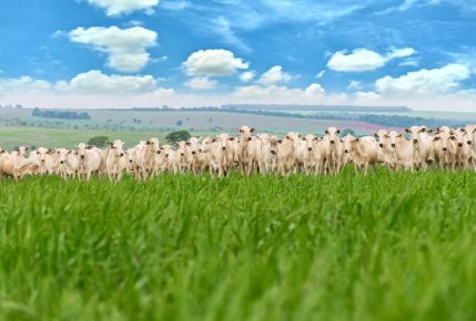Produtores de gado comemoram aumento da produção em 2022