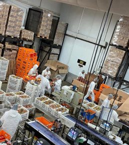 Queijos Regina aposta em crescimento de 20%