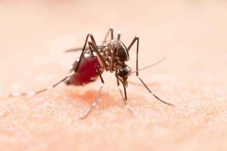 Surto de dengue atinge quase 2 milhões de brasileiros