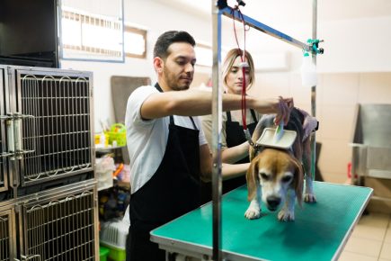 CEO lista dicas e tendências para profissionais do setor pet