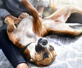 Hill's reforça importância das fibras na saúde intestinal e bem-estar de pets