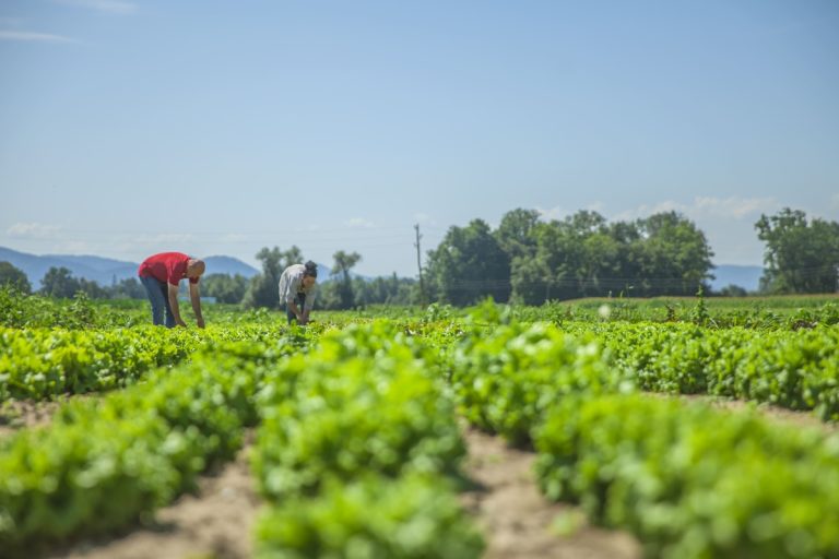 Excedentes da agricultura viram renda com apoio industrial