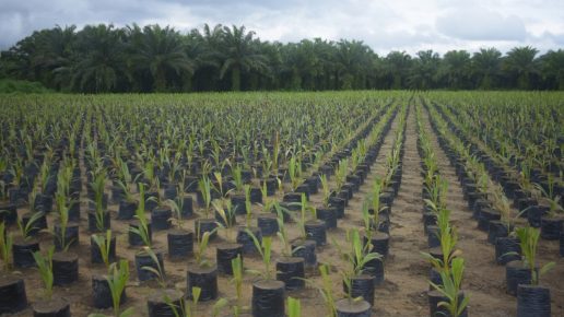 Grupo BBF fortalece a economia circular na Amazônia