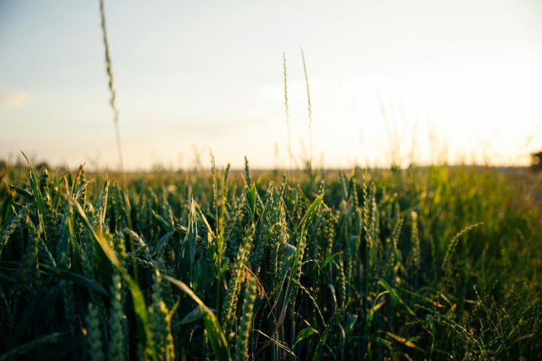 Tecnologia inova o campo e agronegócio em 2025