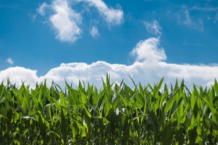 Indústria química impulsiona fertilizantes sustentáveis