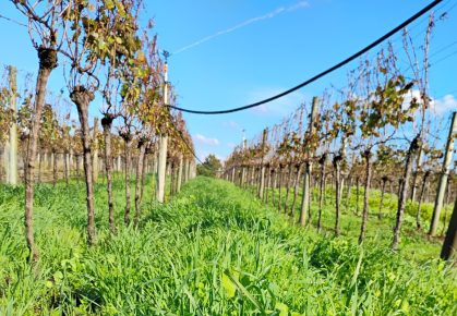 RS leva viticultura sustentável à pauta da COP30