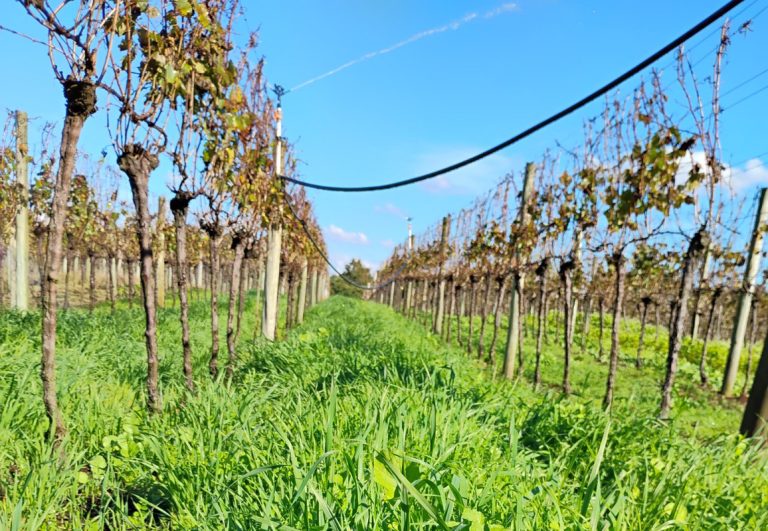 RS leva viticultura sustentável à pauta da COP30