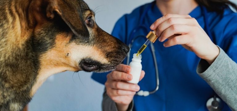 Curso capacita veterinários para prescrição de Cannabis