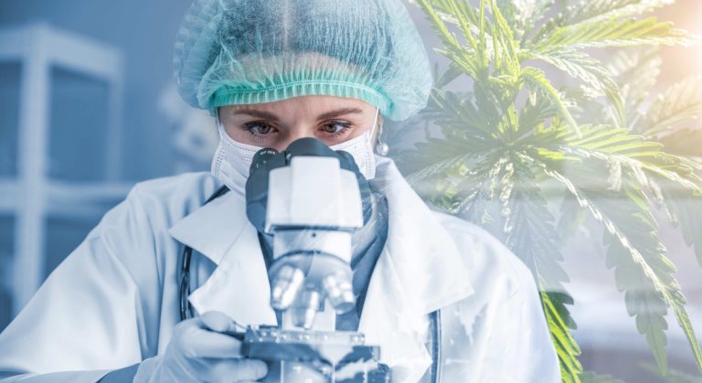 Acesso à Cannabis medicinal cresce e exige segurança