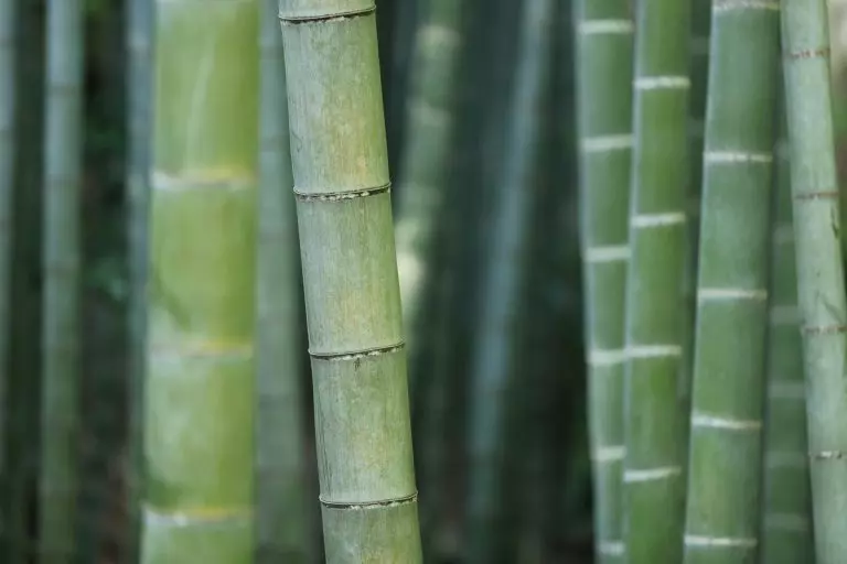Bambu reúne propriedades que ampliam seu uso no lar