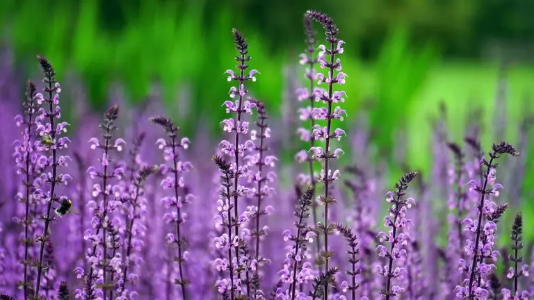 Plantas exigem cuidados específicos conforme o ambiente